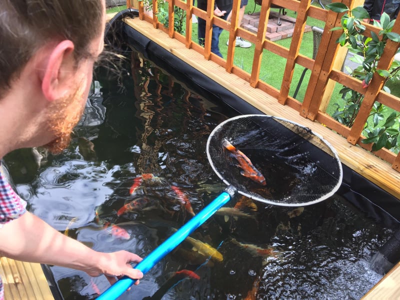 Preston Koi Fish